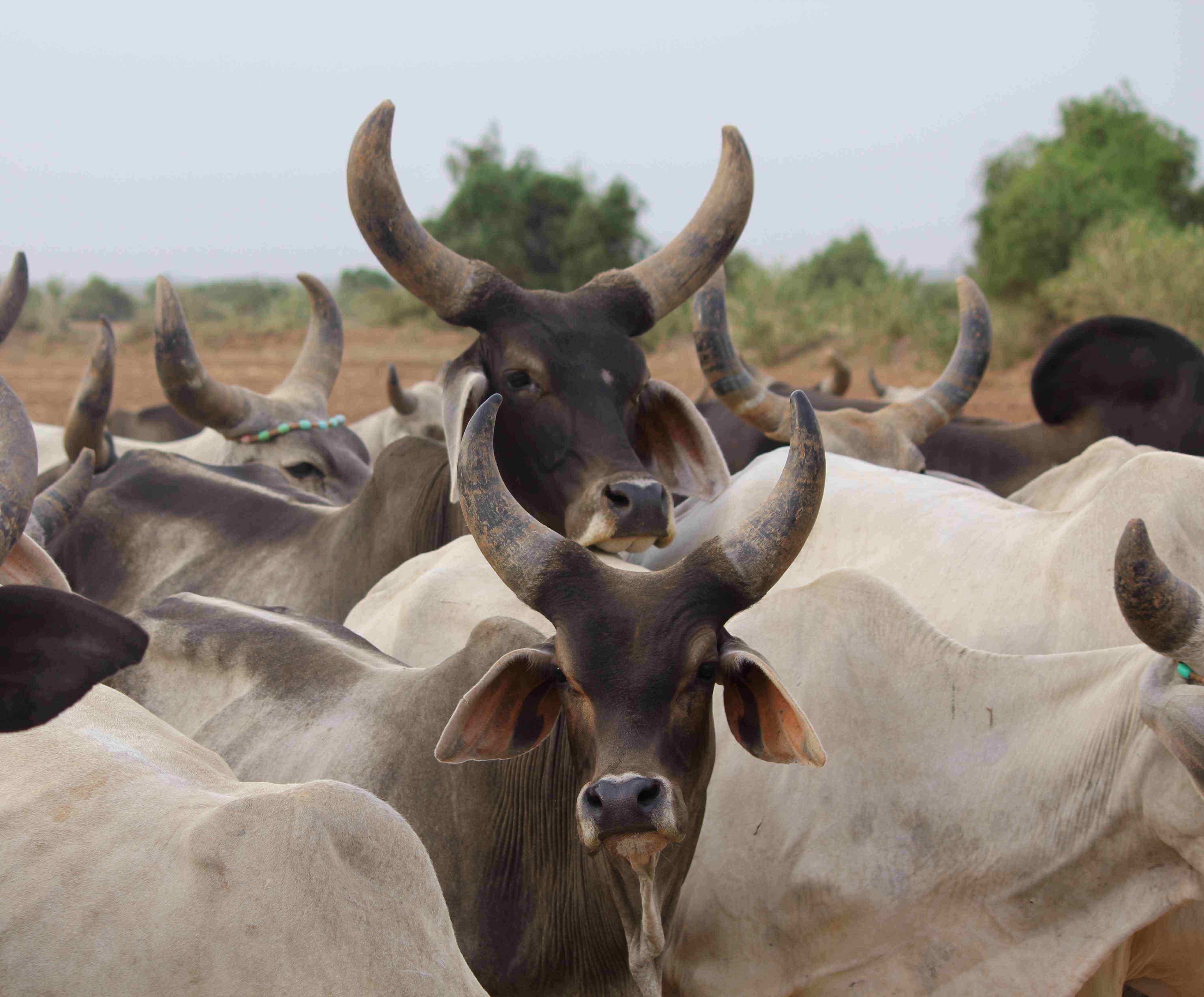 Image in default custom shape